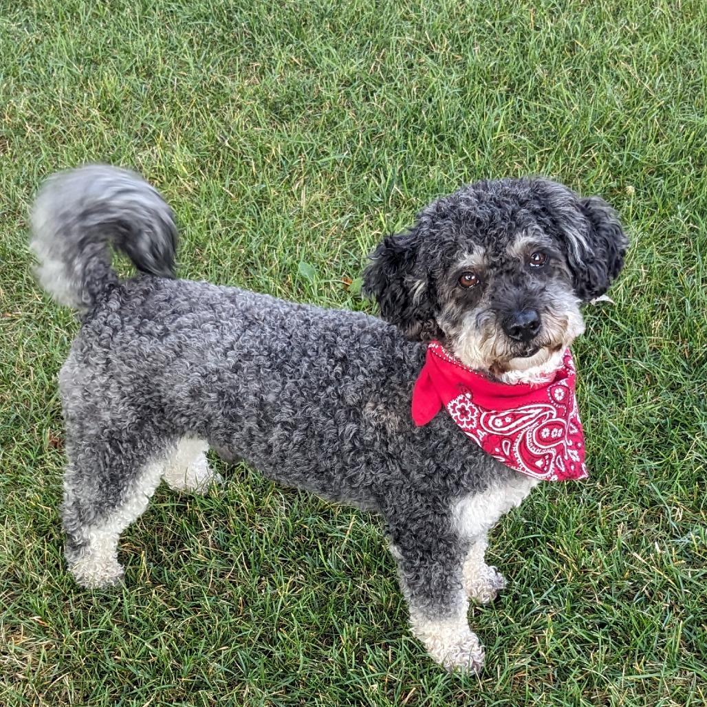 Milo, a Adoptable mixed breed in Crystal, MN image 5/5