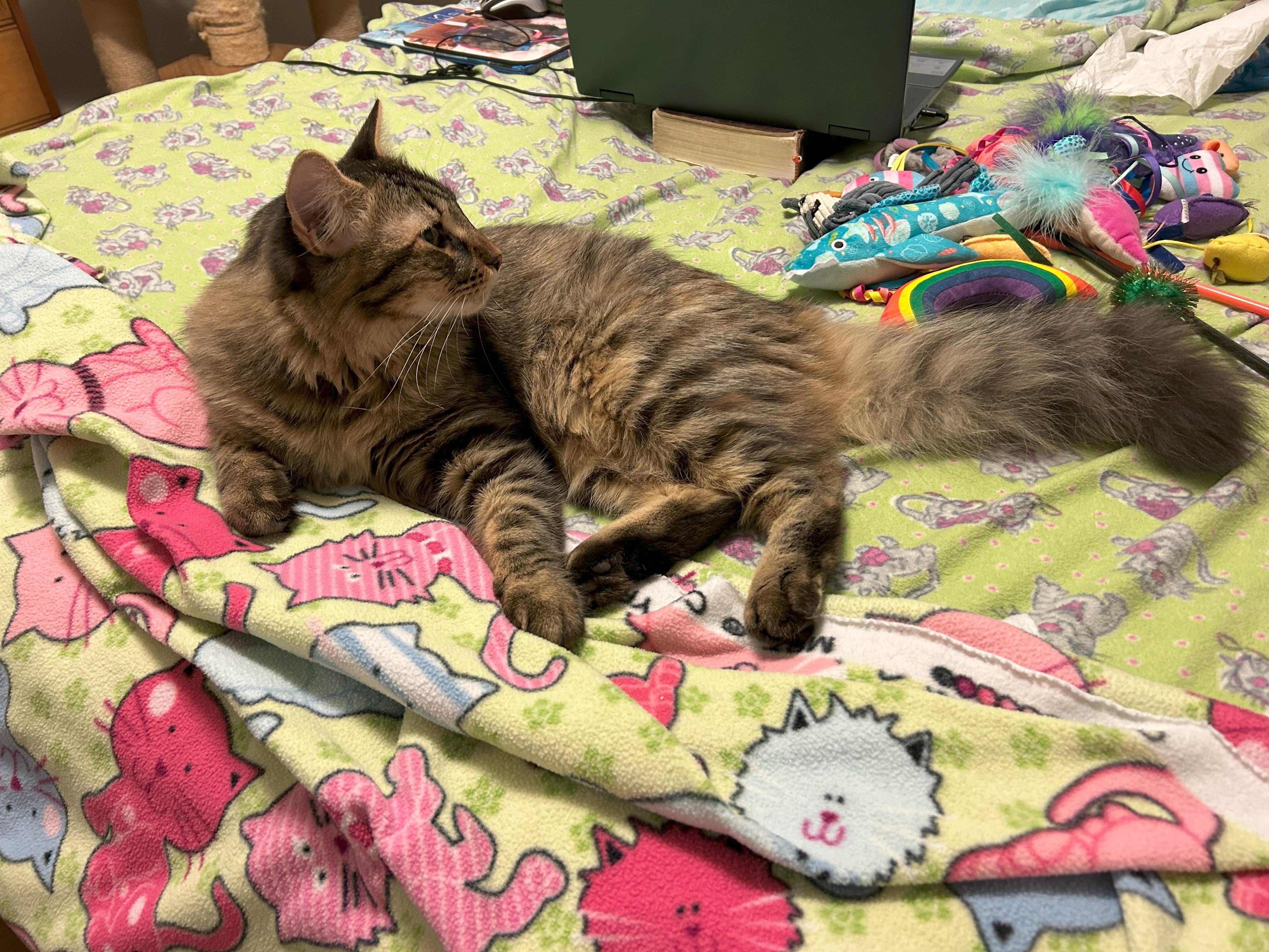 Leah, Adopted, Kitten Female Maine Coon & Domestic Medium Hair.