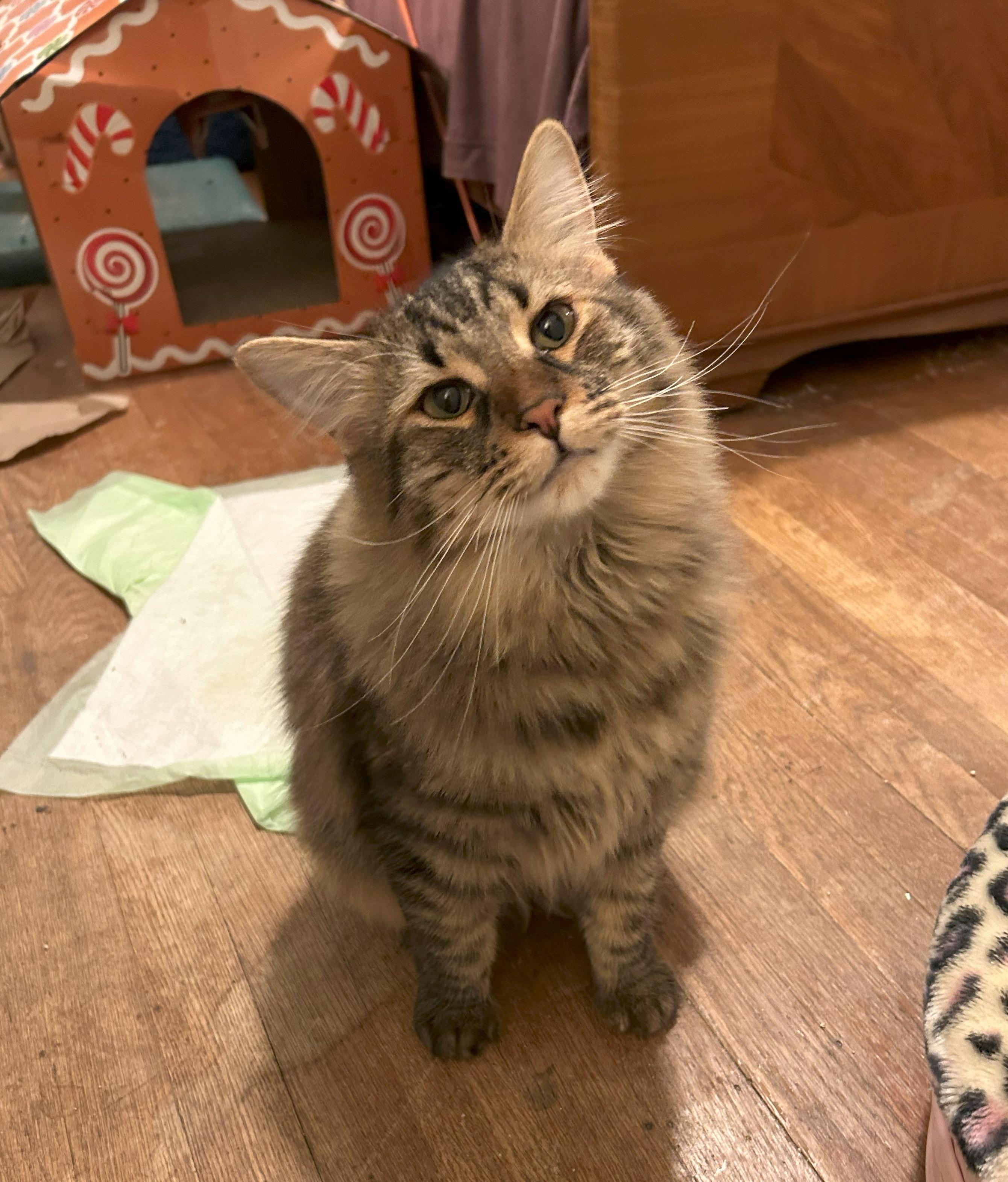 Enlarge Leah, a Adopted mixed breed in San Francisco, CA image 3/6