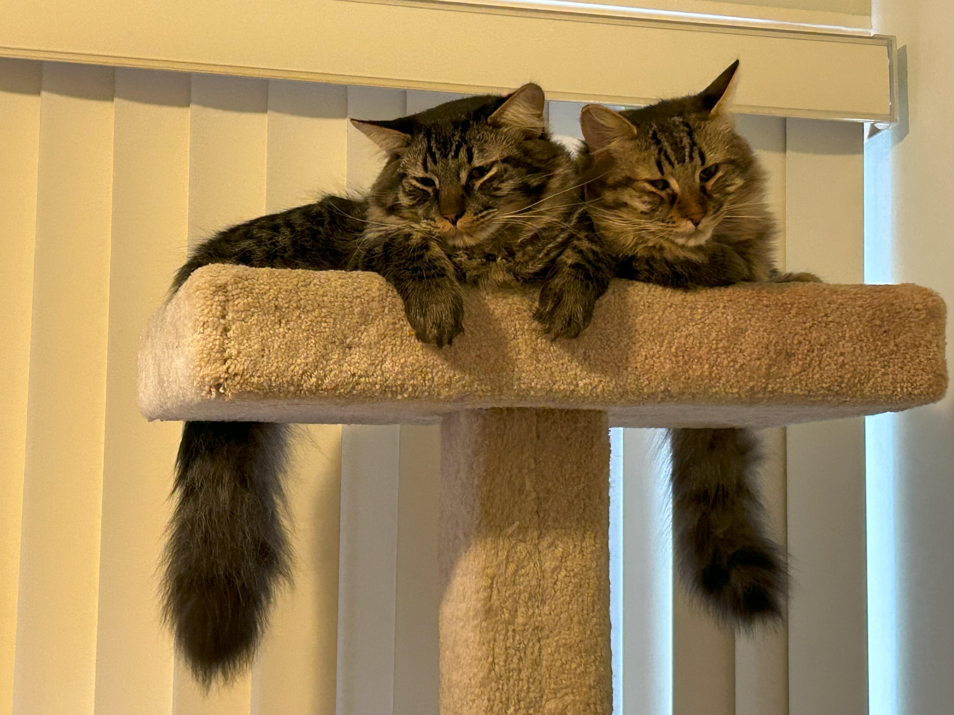 Enlarge Leah, a Adopted mixed breed in San Francisco, CA image 6/6