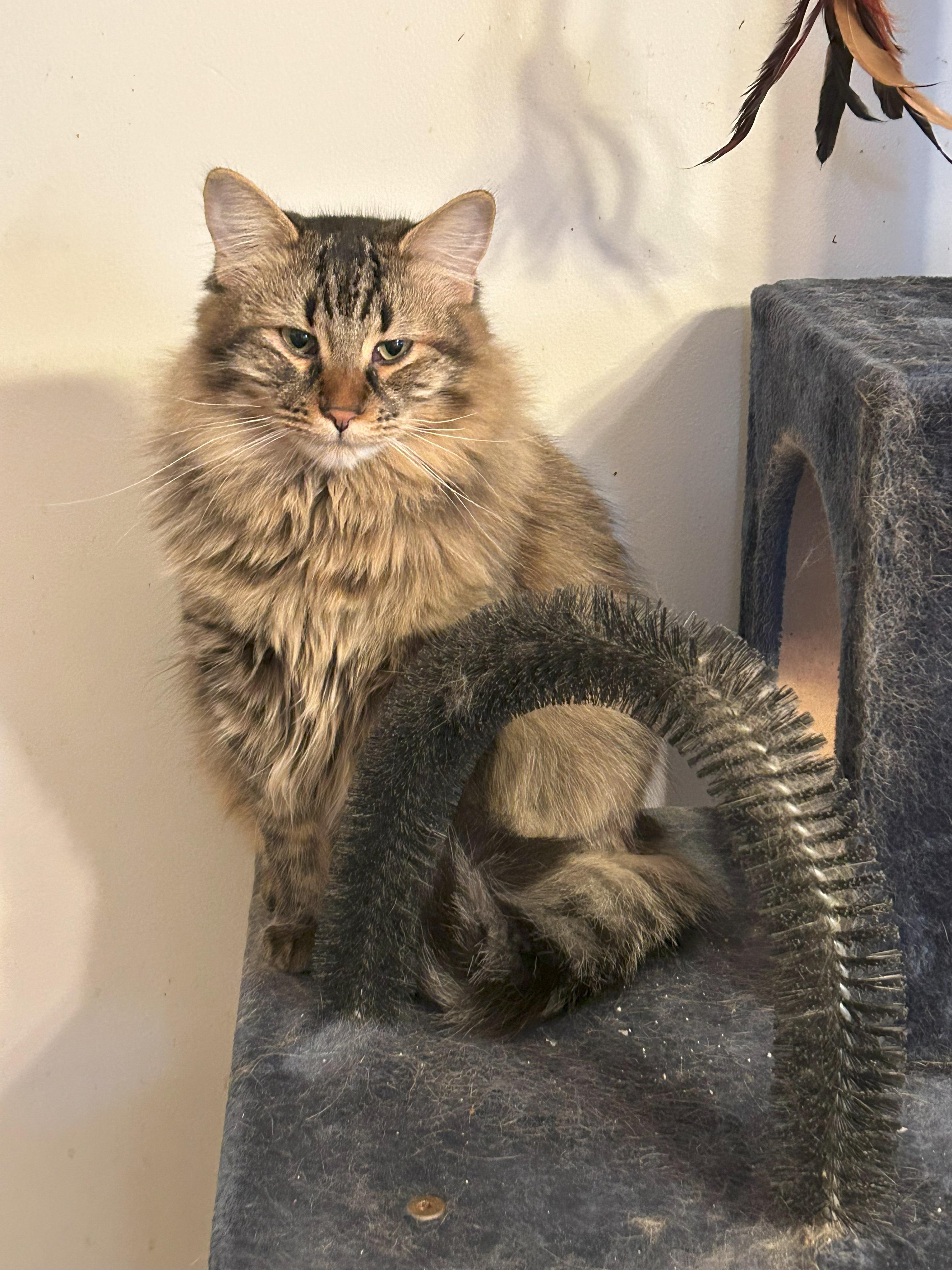 Enlarge Leah, a Adopted mixed breed in San Francisco, CA image 4/6