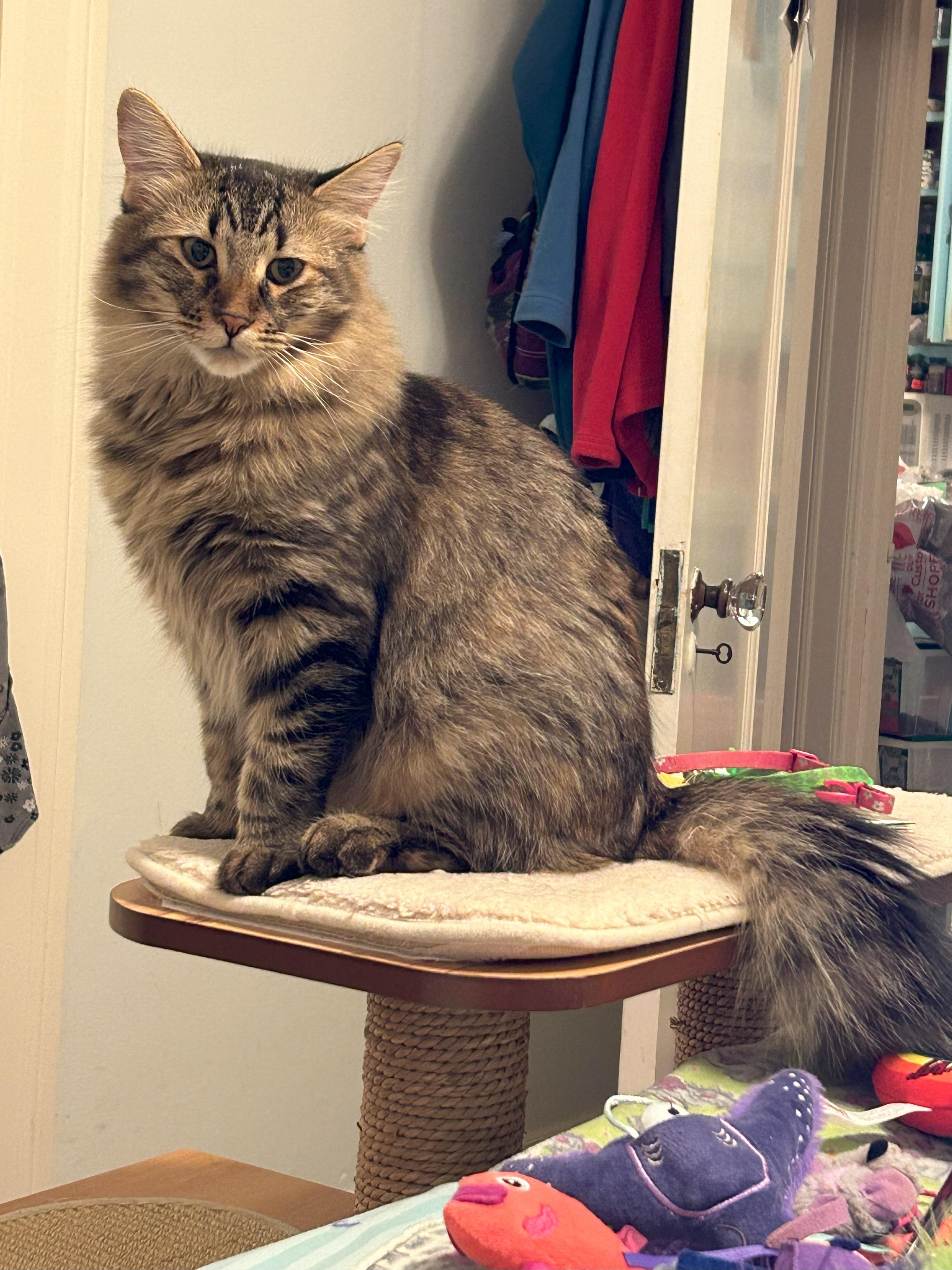 Leah, Adopted, Kitten Female Maine Coon & Domestic Medium Hair.