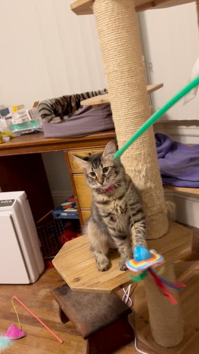 Enlarge Leah, a Adopted mixed breed in San Francisco, CA video 2/6