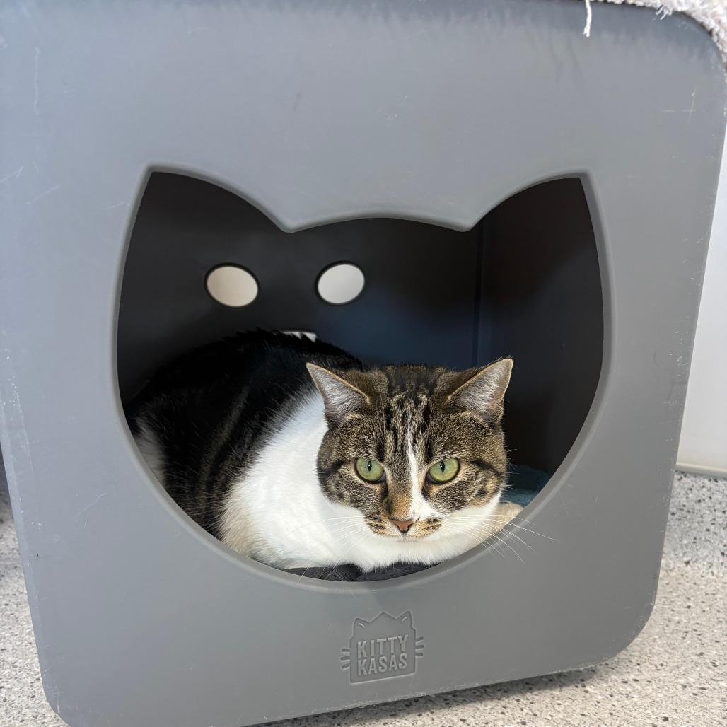 Gemma, Adoptable, Adult Female Domestic Short Hair & Domestic Short Hair.