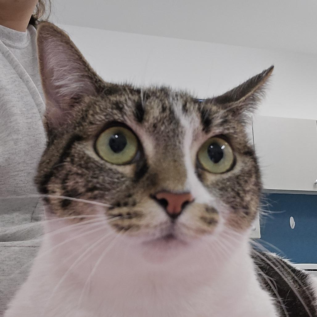 Gemma, Adoptable, Adult Female Domestic Short Hair & Domestic Short Hair.