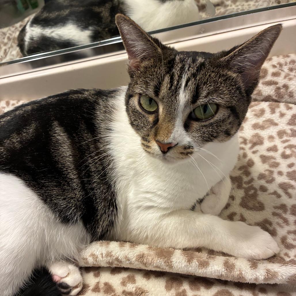 Enlarge Gemma, a Adoptable mixed breed in Winston Salem, NC image 2/4