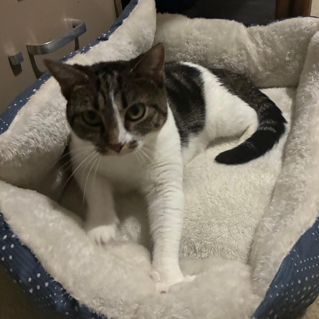 Enlarge Gemma, a Adoptable mixed breed in Winston Salem, NC image 3/4