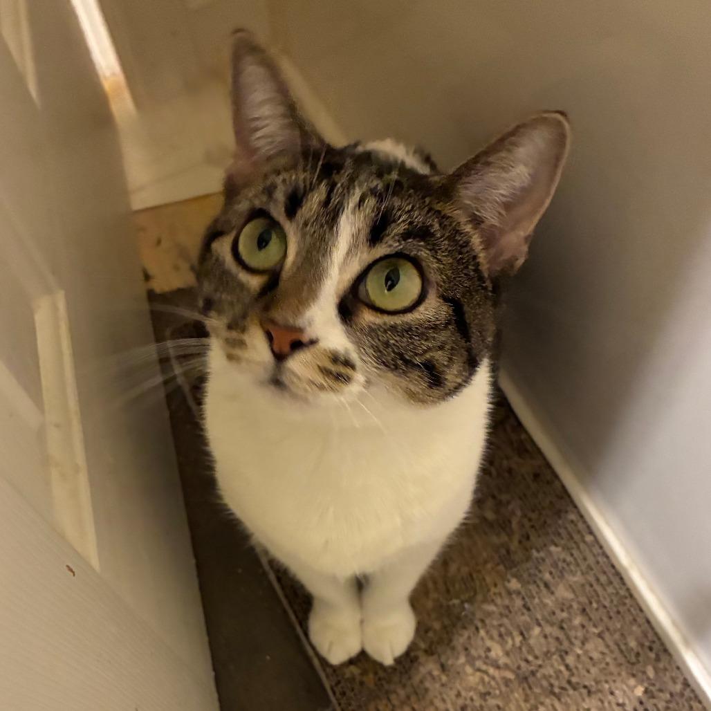 Gemma — thumbnail 4