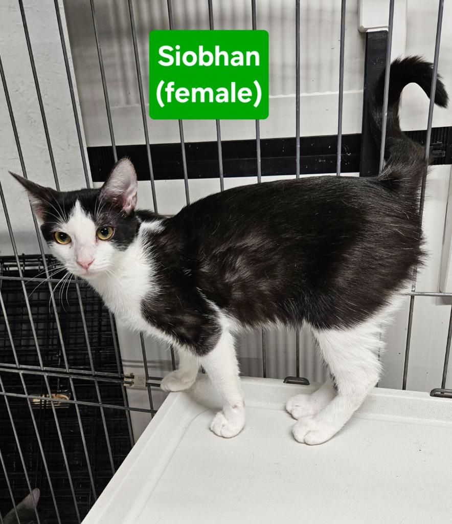Enlarge Siobhan, a Adoptable mixed breed in Manchester, TN image 1/1