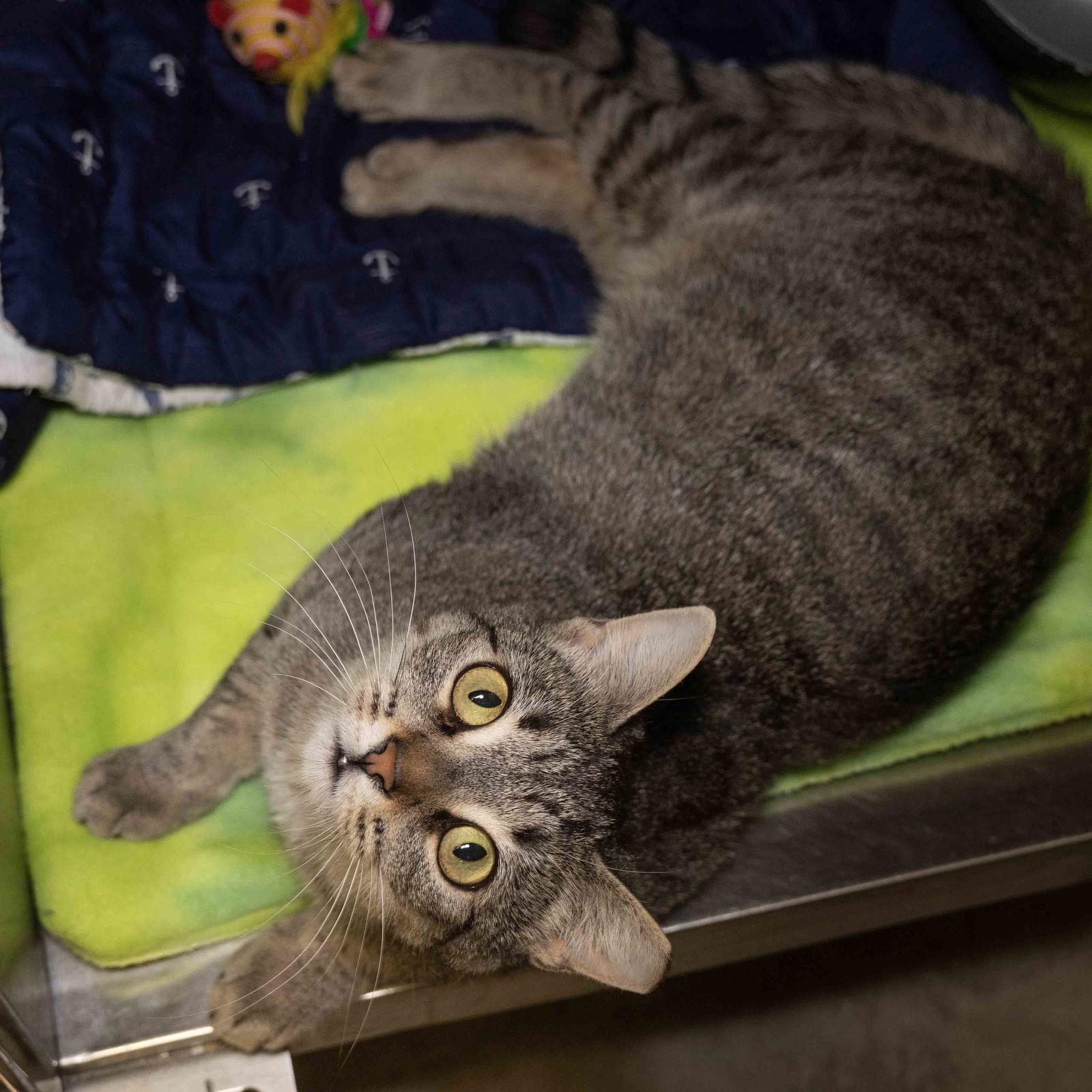 Carla, Adoptable, Young Female Domestic Short Hair.