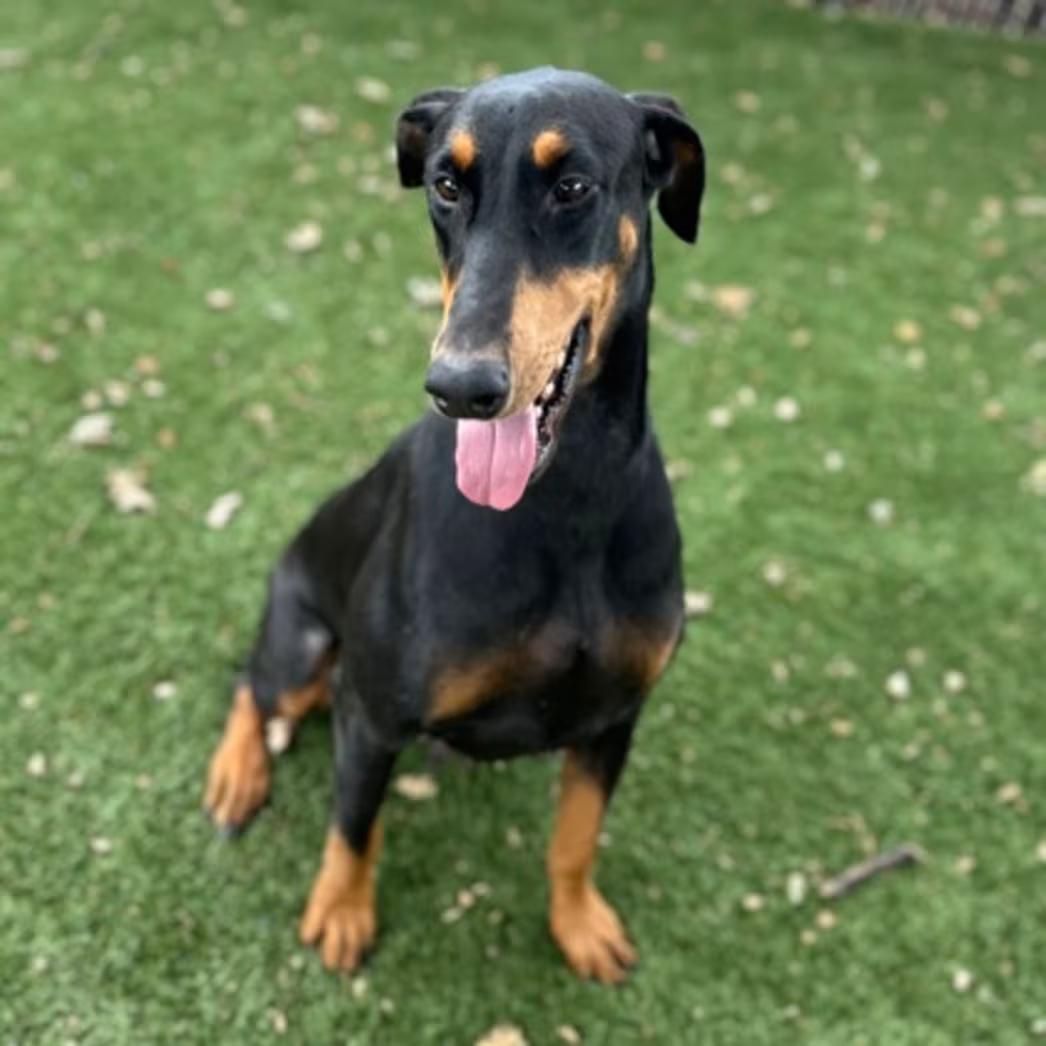 Enlarge Sophie, a Adoptable mixed breed in Red Bluff, CA image 1/3