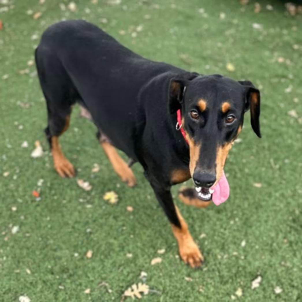Enlarge Sophie, a Adoptable mixed breed in Red Bluff, CA image 3/3