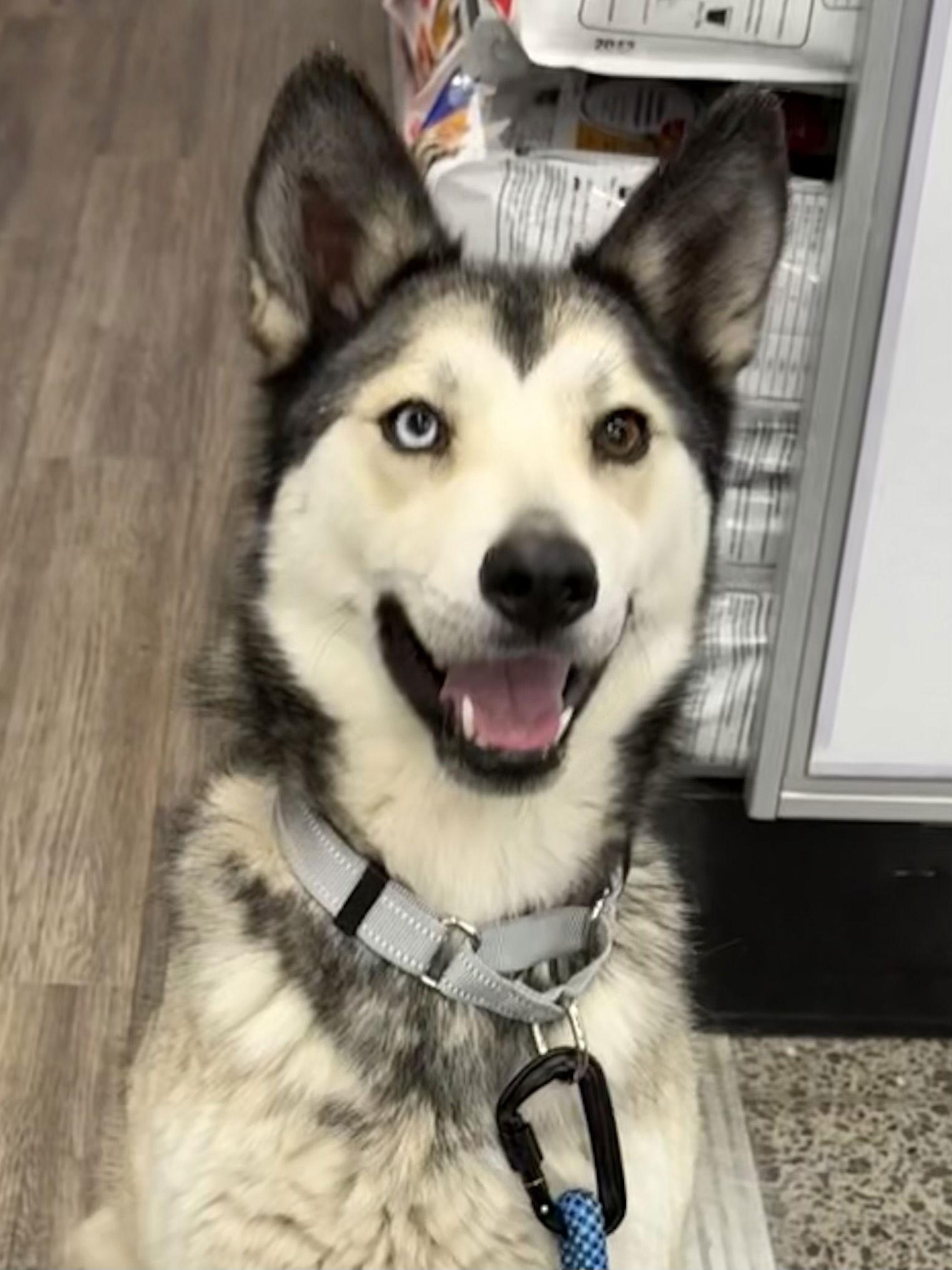 Miya, Adoptable, Young Female Siberian Husky.