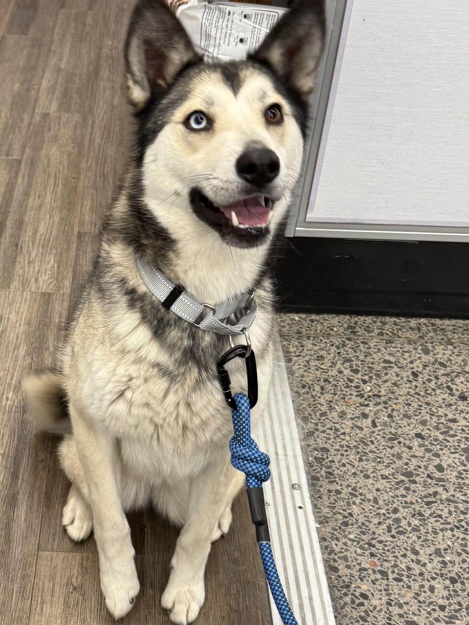 Enlarge Miya, a Adoptable Siberian Husky in Cedar Crest, NM image 2/3