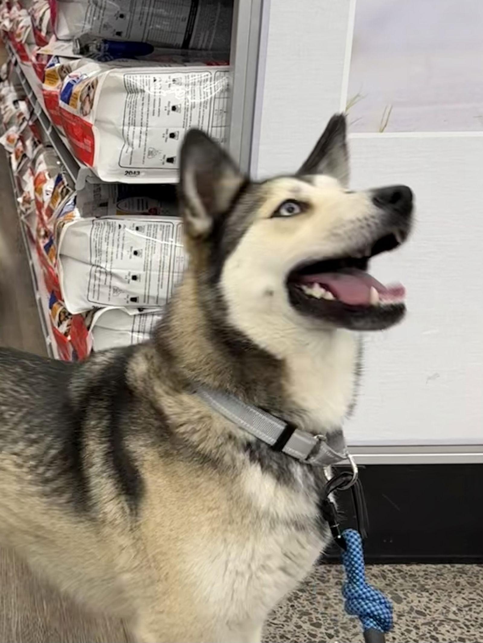 Enlarge Miya, a Adoptable Siberian Husky in Cedar Crest, NM image 3/3