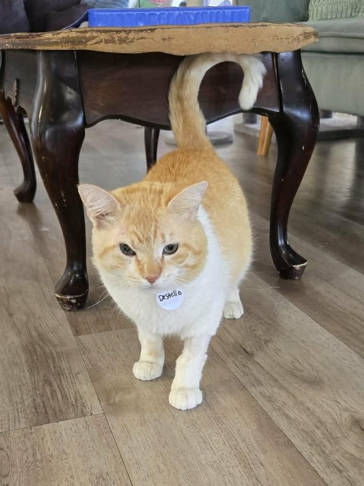 Destello, Adoptable, Adult Male Domestic Short Hair.