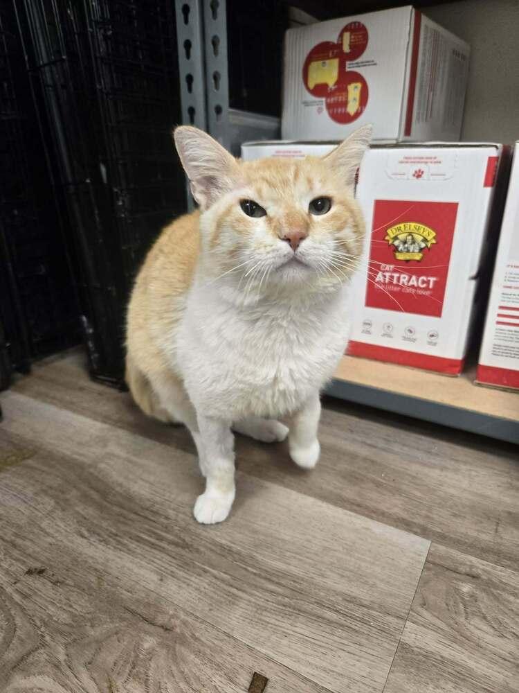 Enlarge Destello, a Adoptable mixed breed in tucson, AZ image 2/6