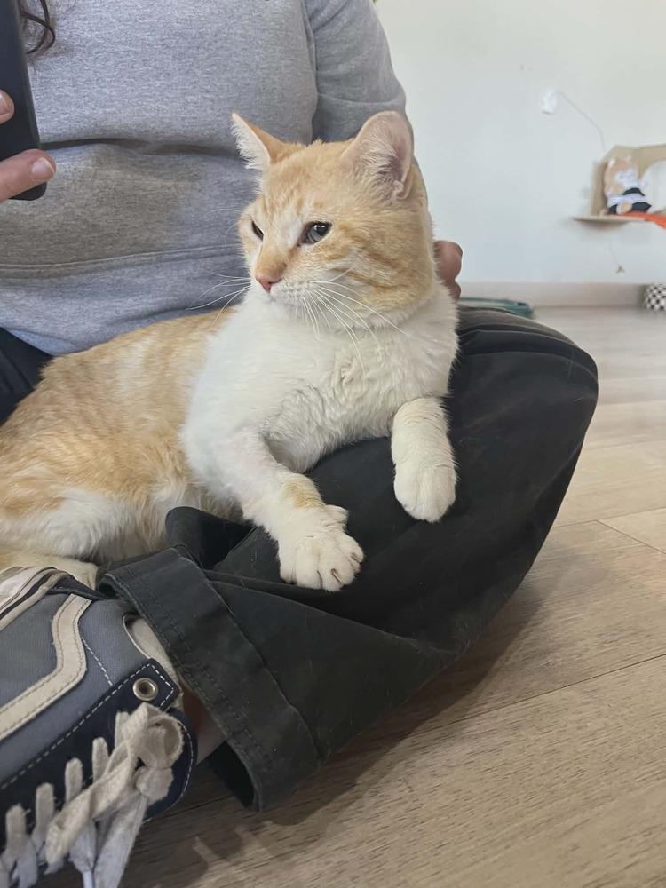 Enlarge Destello, a Adoptable mixed breed in tucson, AZ image 3/6