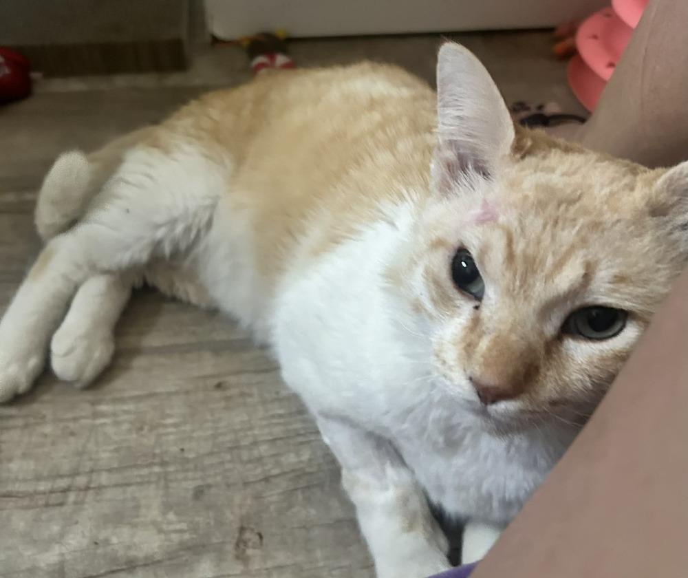 Enlarge Destello, a Adoptable mixed breed in tucson, AZ image 4/6