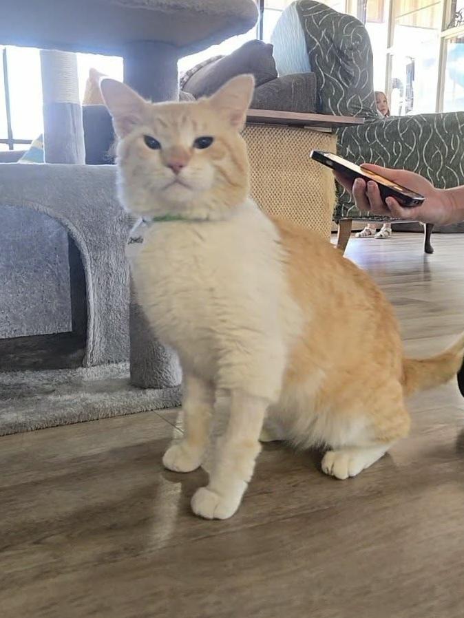 Enlarge Destello, a Adoptable mixed breed in tucson, AZ image 5/6