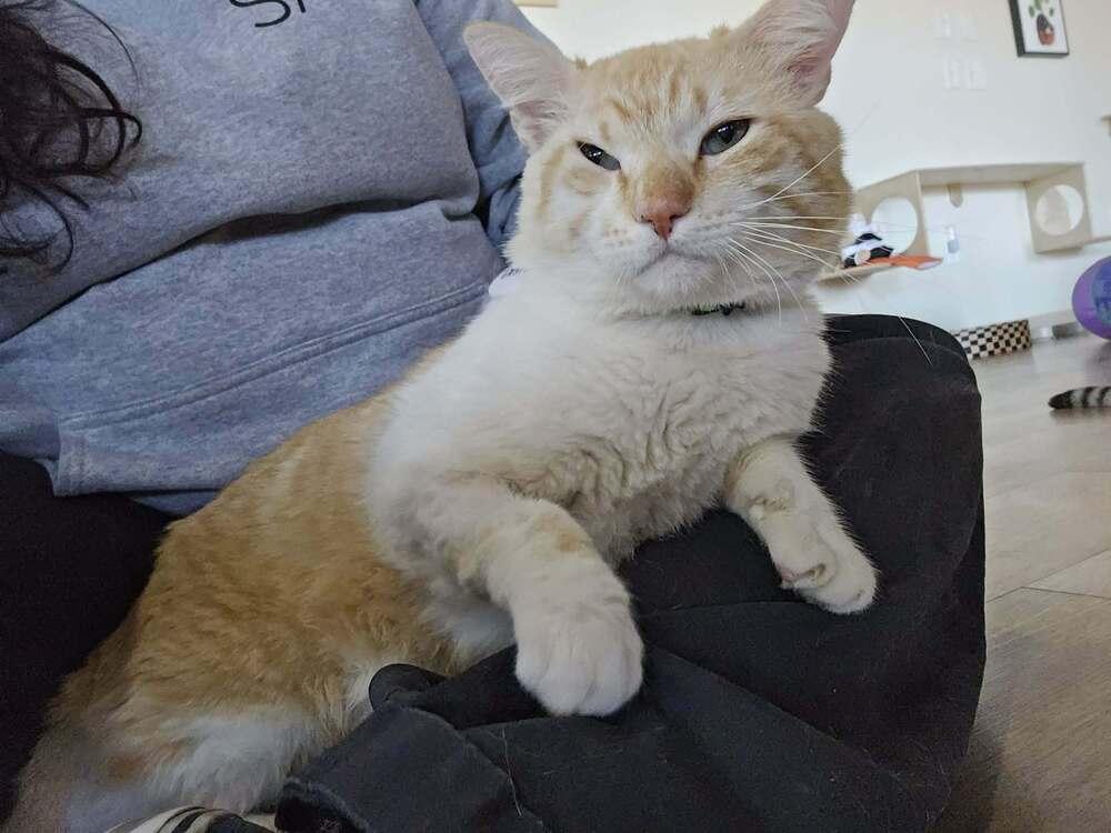 Enlarge Destello, a Adoptable mixed breed in tucson, AZ image 6/6