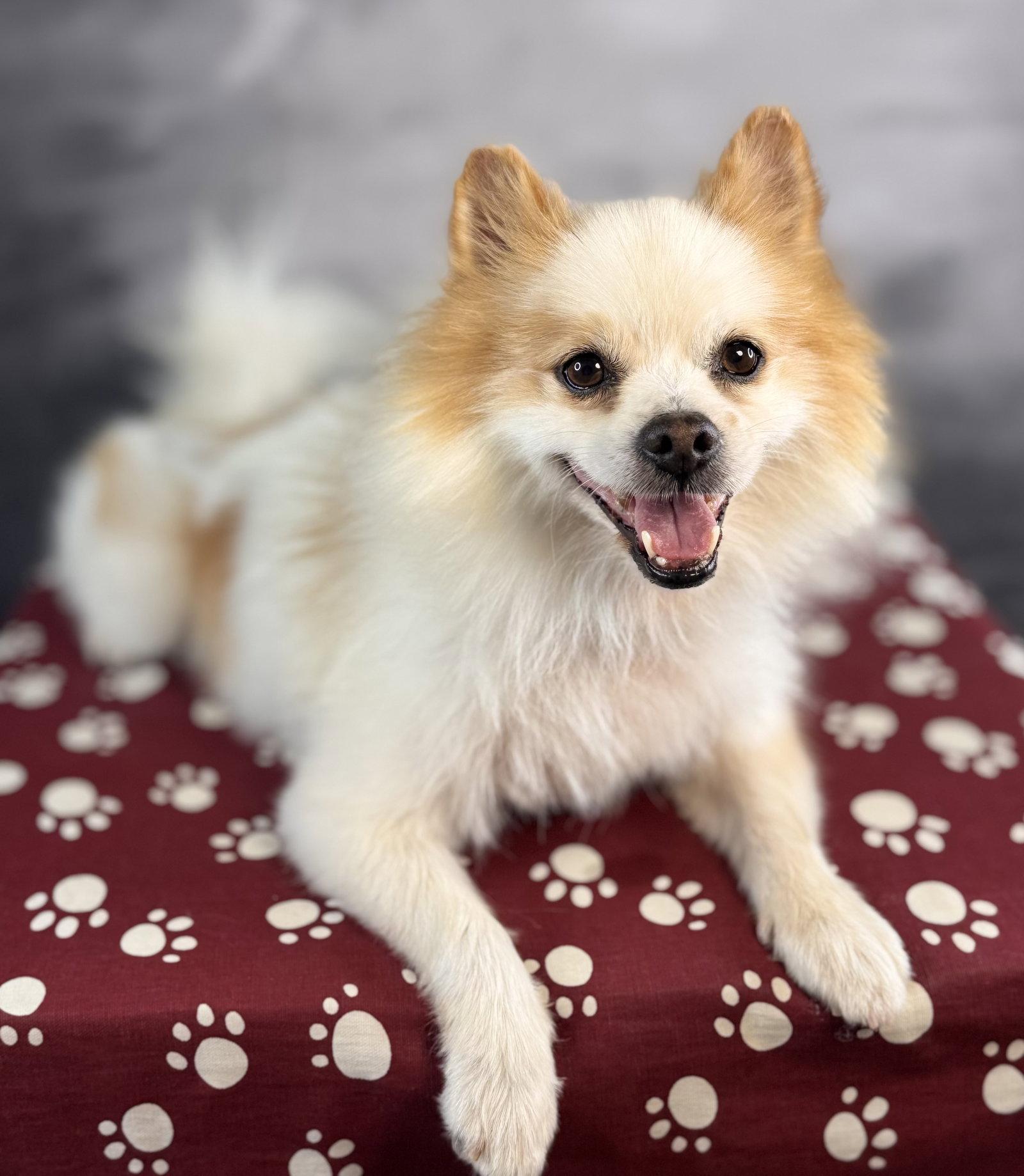 Blaine, Adoptable, Senior Male Pomeranian.