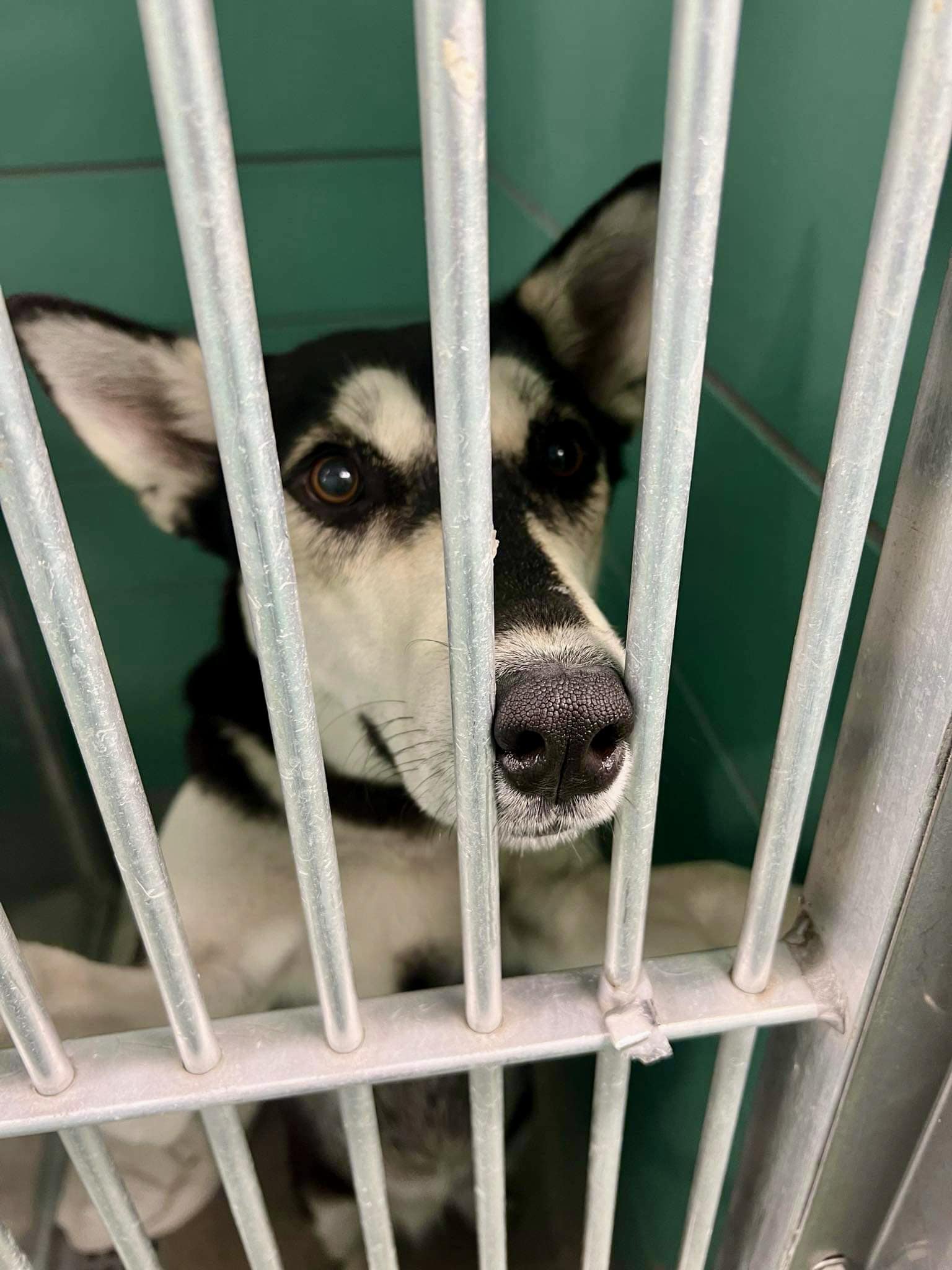 Fifi, Adoptable, Young Female Siberian Husky.