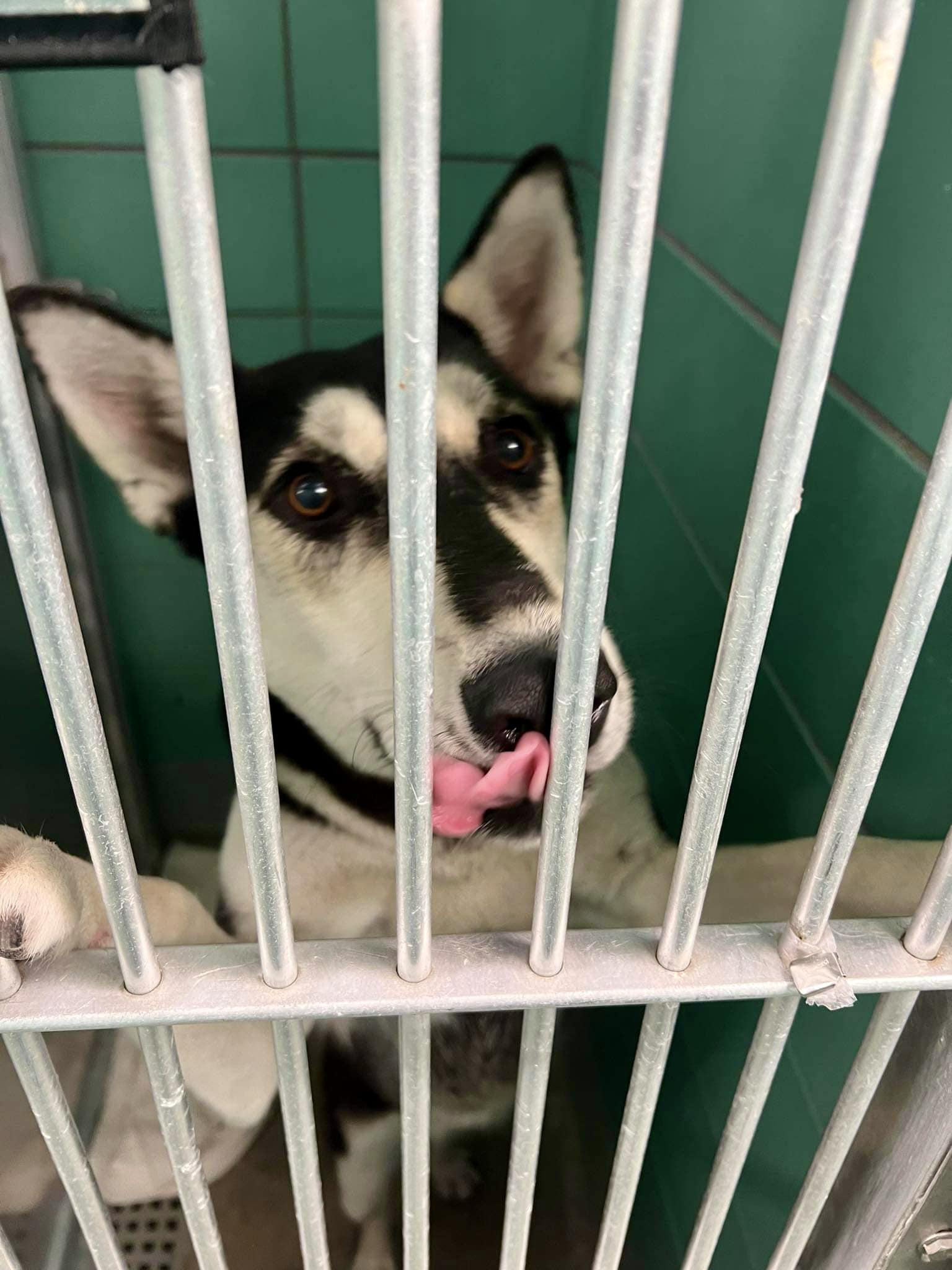 Enlarge Fifi, a Adoptable Siberian Husky in Cortlandt Manor, NY image 2/3