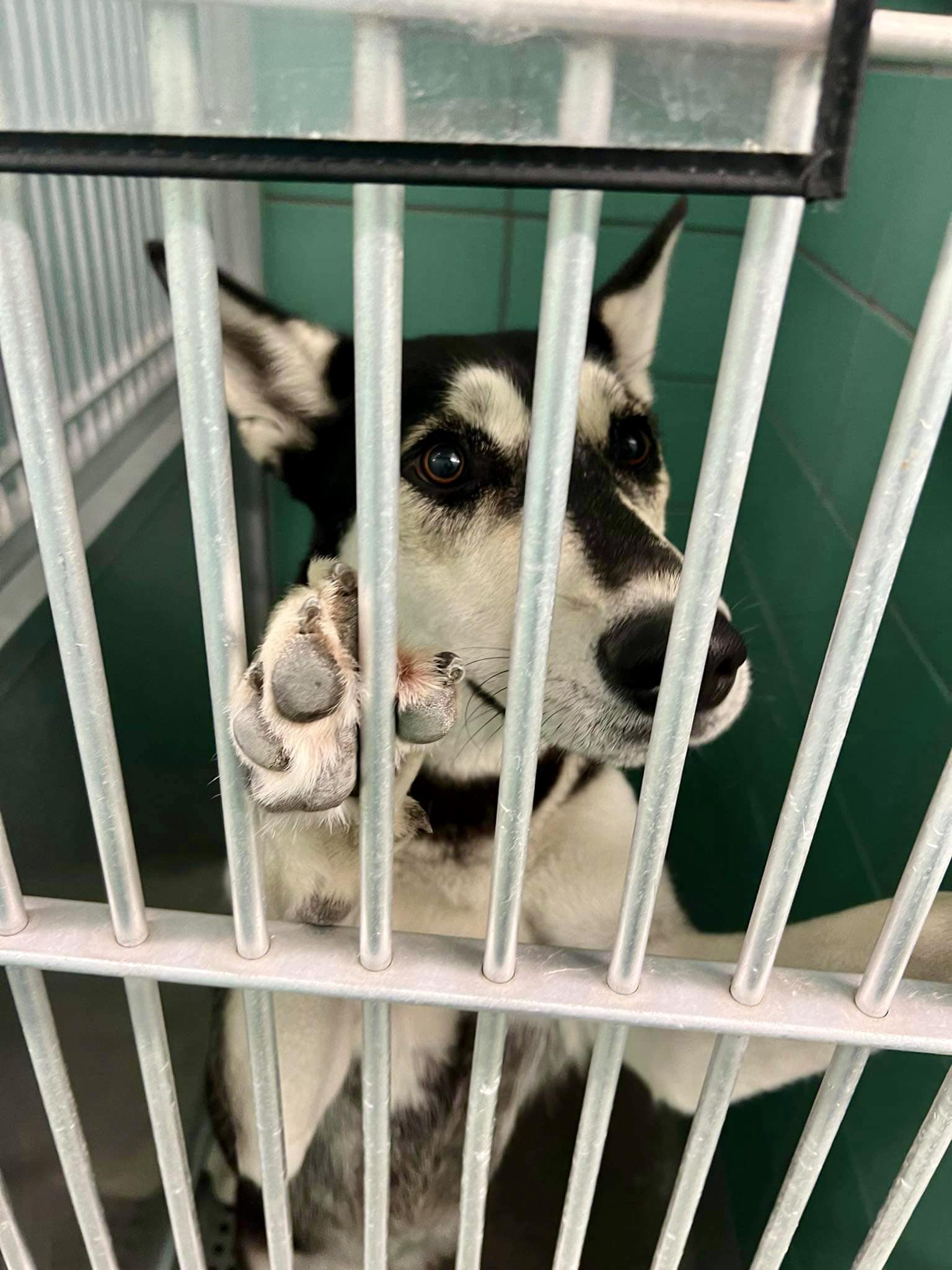 Enlarge Fifi, a Adoptable Siberian Husky in Cortlandt Manor, NY image 3/3