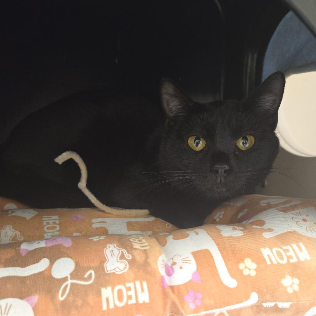 Mothra, Adoptable, Young Female Domestic Short Hair & Bombay.