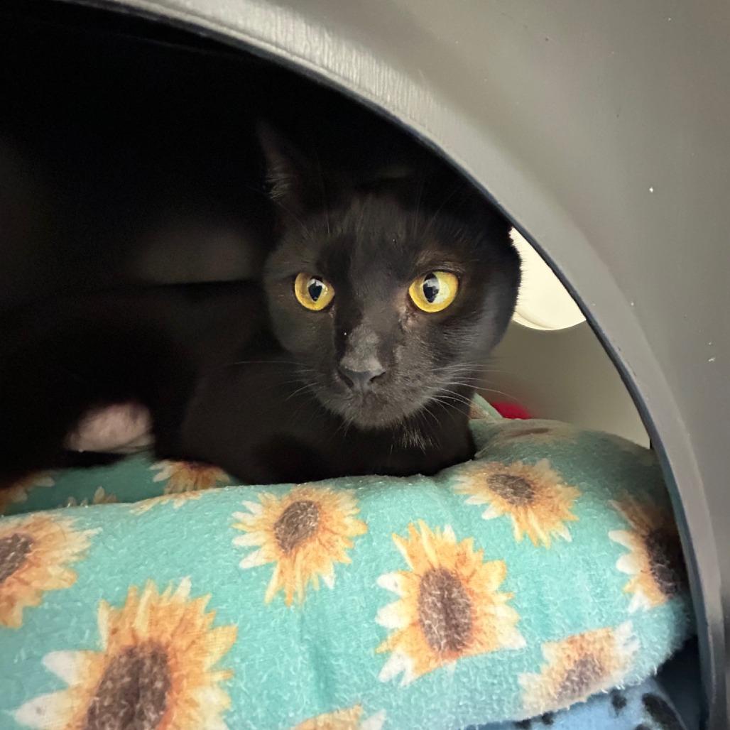 Enlarge Mothra, a Adoptable mixed breed in Nashville, TN image 2/3