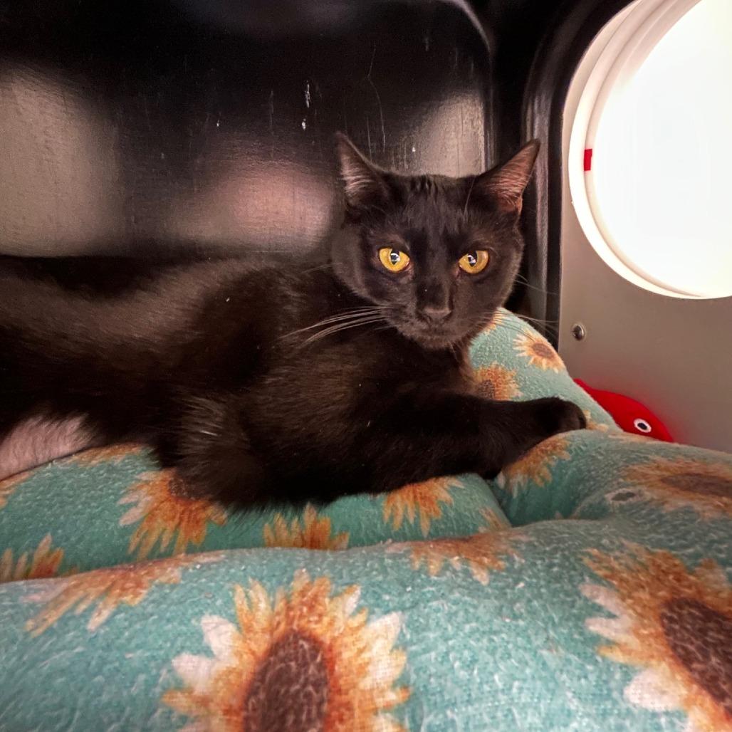 Enlarge Mothra, a Adoptable mixed breed in Nashville, TN image 3/3