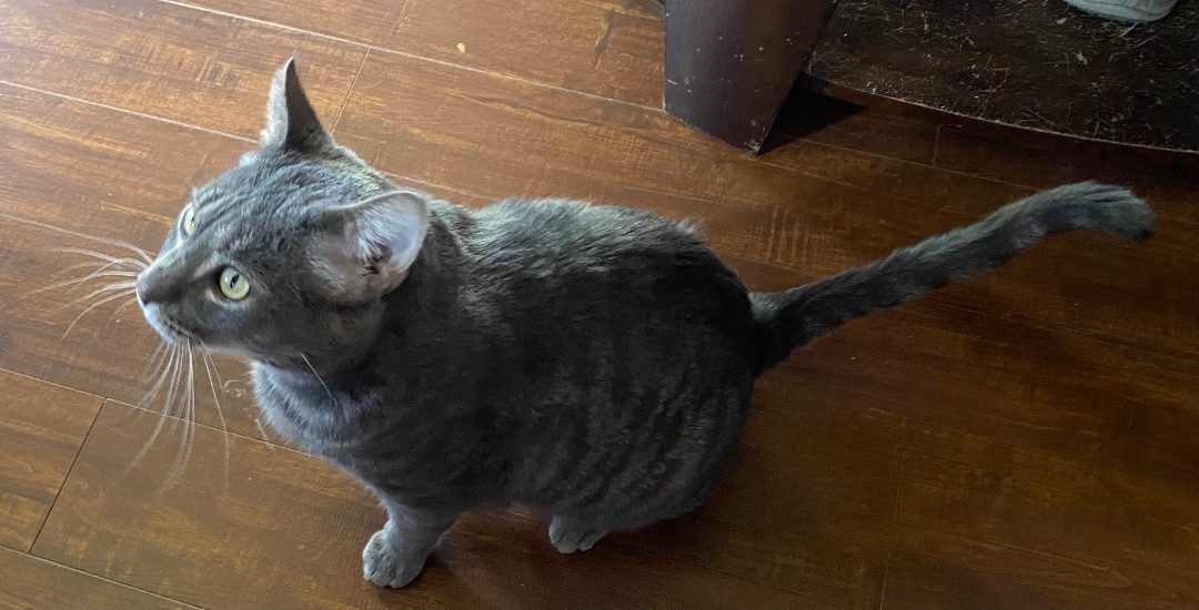 Macho, Adoptable, Adult Male Domestic Short Hair & Tabby.