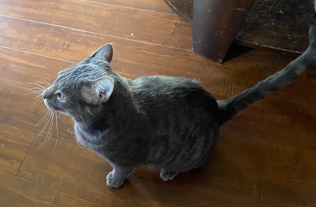 Macho, Adoptable, Adult Male Domestic Short Hair & Tabby.