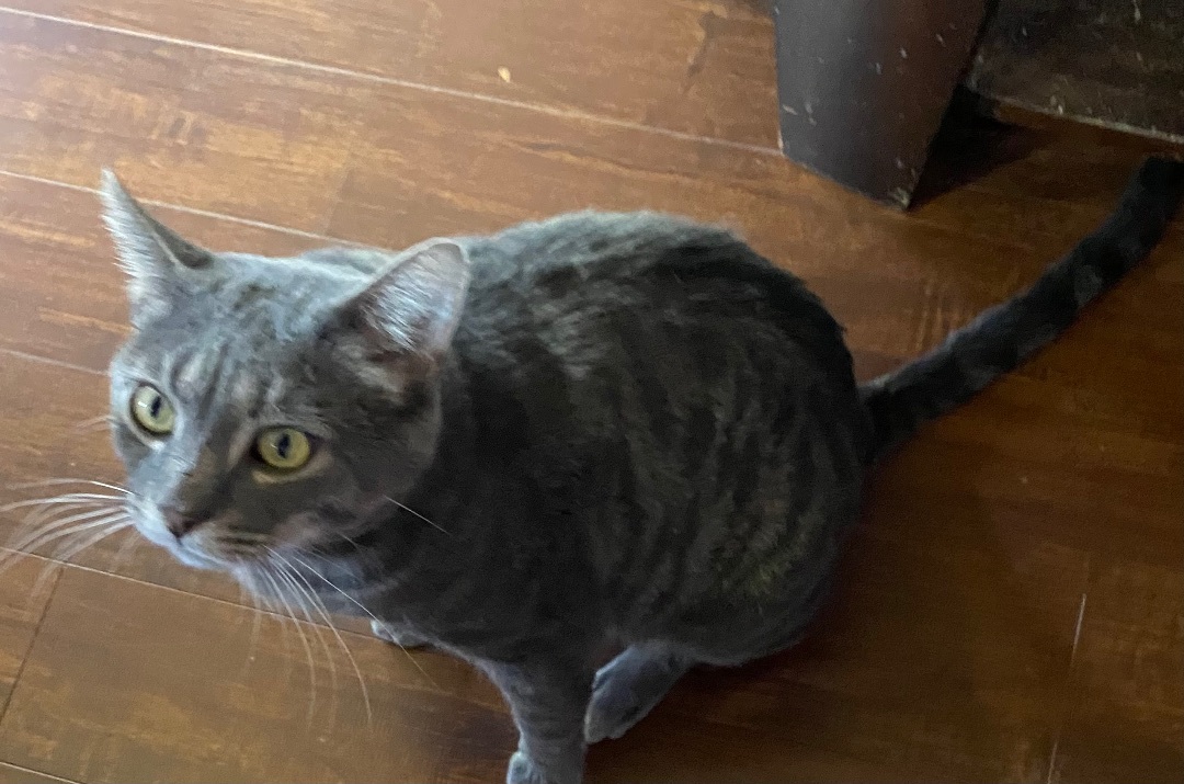 Macho, a Adoptable mixed breed in Stahlstown, PA image 3/6