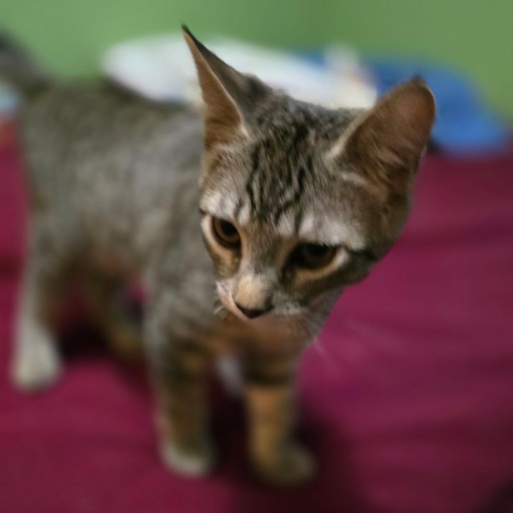 Javier, a Adoptable Domestic Short Hair in Jacksonville, OR image 1/5