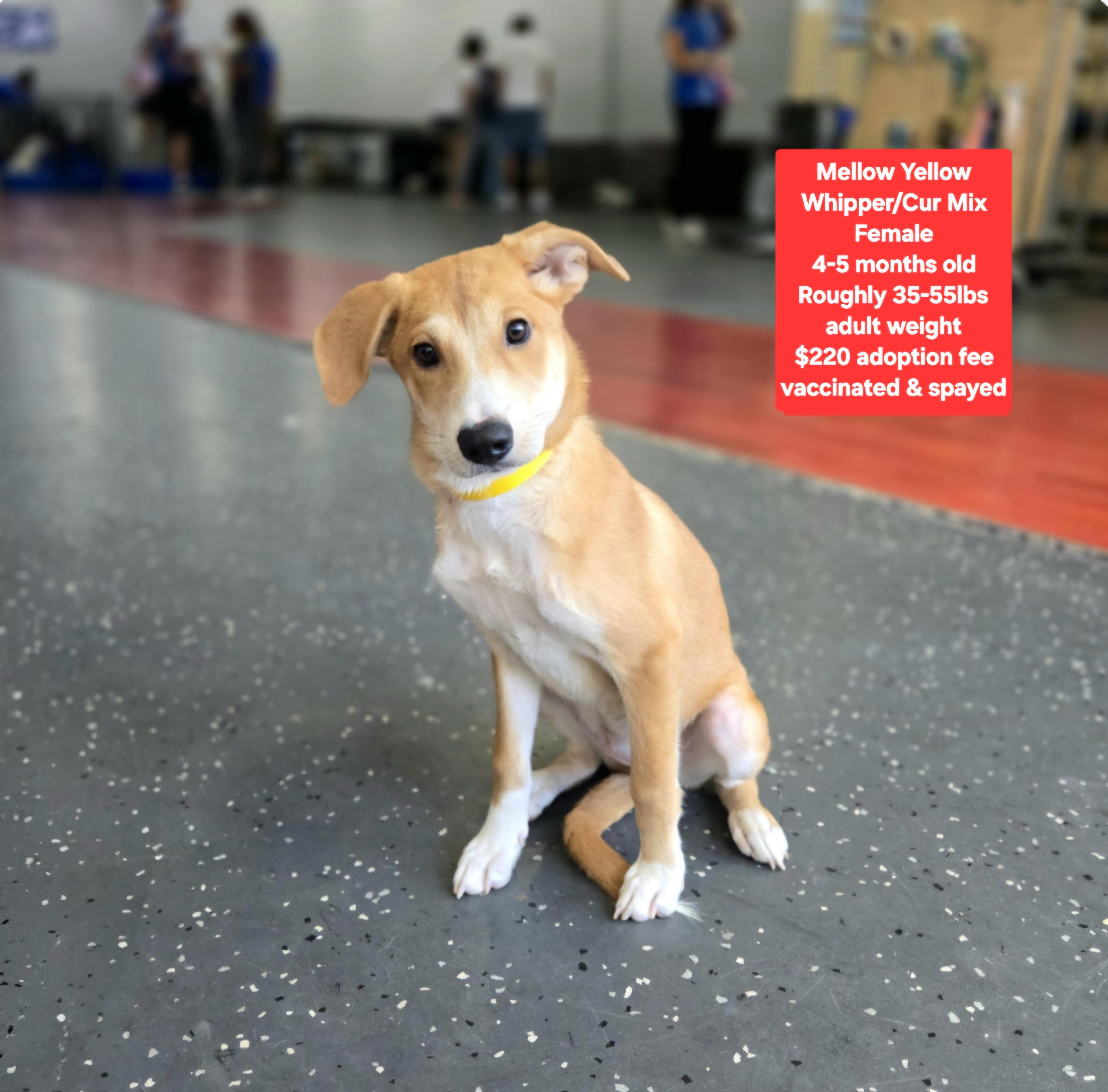 Mellow Yellow, Adoptable, Puppy Female Labrador Retriever & Black Mouth Cur.