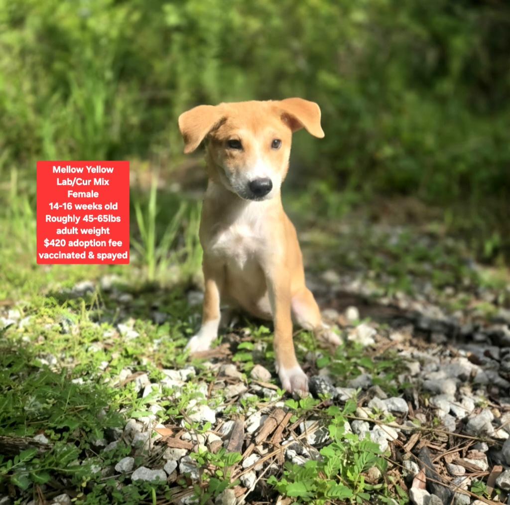 Mellow Yellow, ADOPTABLE, Puppy Female Labrador Retriever & Black Mouth Cur.