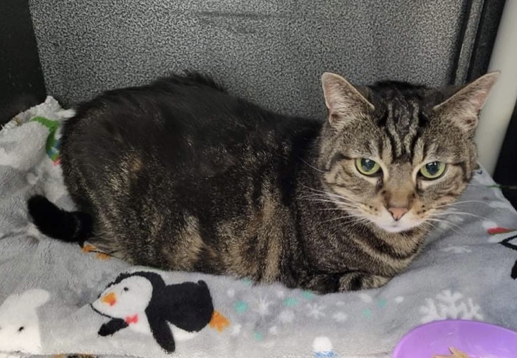 Lilly (Senior), Senior Female unknown