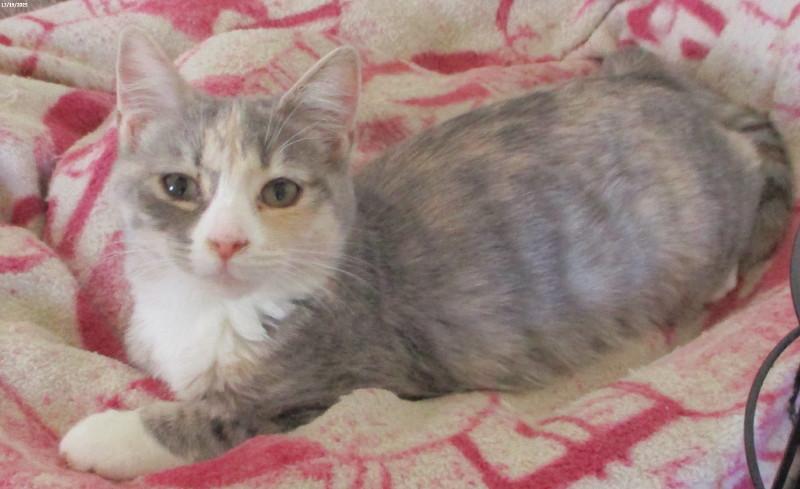 Enlarge Jade, a ADOPTABLE Domestic Short Hair in Woodbridge, VA image 1/2