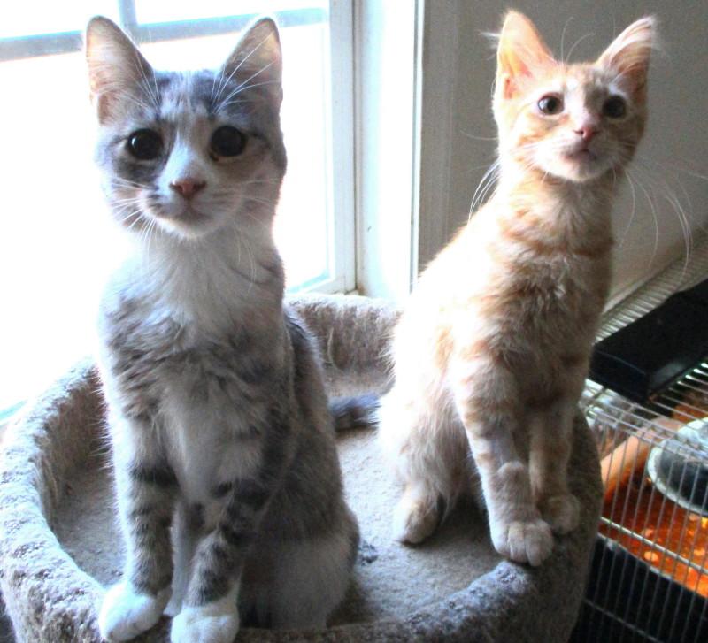 Enlarge Jade, a ADOPTABLE Domestic Short Hair in Woodbridge, VA image 2/2