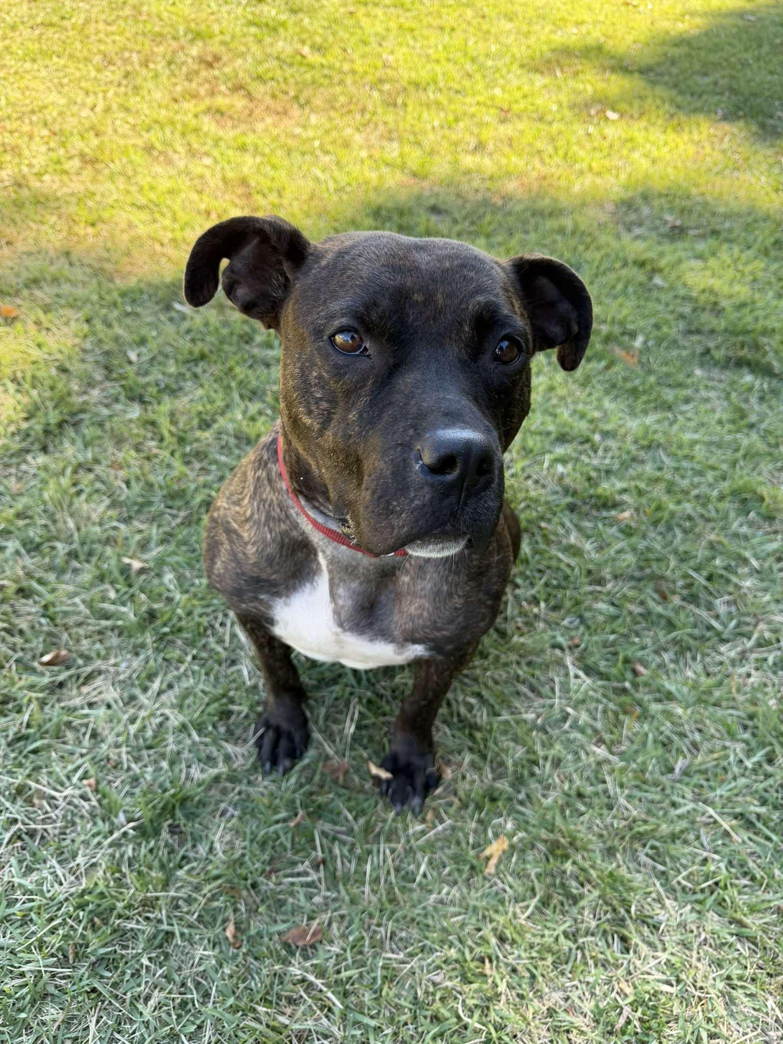 China, Adoptable, Adult Female Pit Bull Terrier.