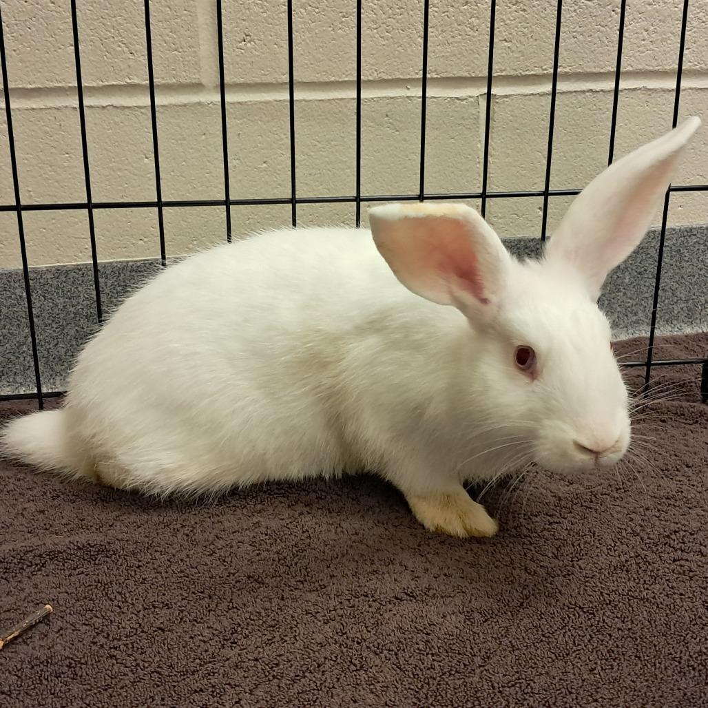 Hansel, Adoptable, Baby Male Rex.