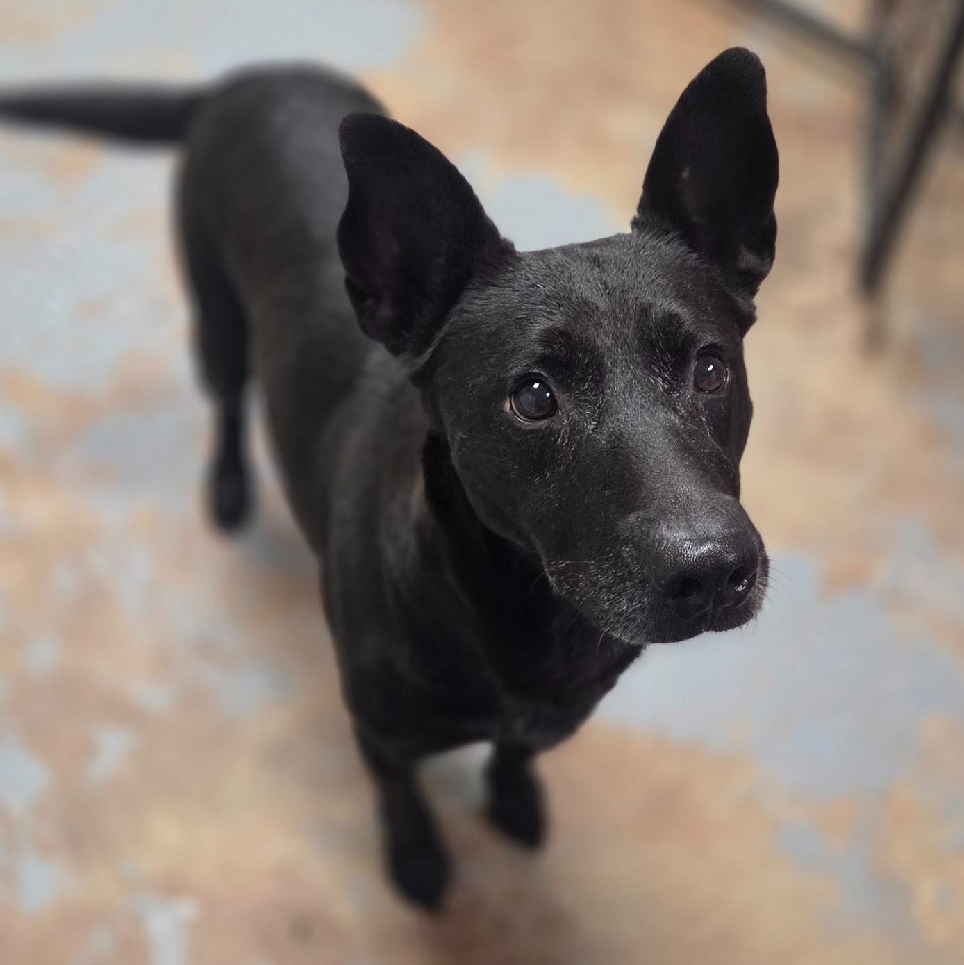 Blue, ADOPTABLE, Senior Male Black Labrador Retriever.