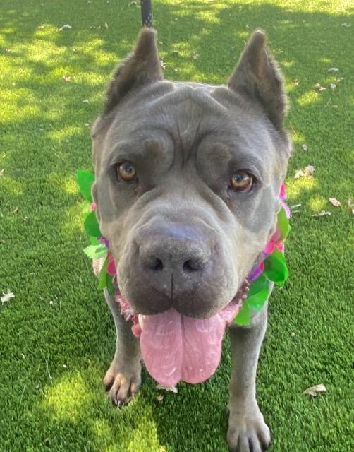Victoria, a ADOPTABLE mixed breed in Colusa, CA image 6/6