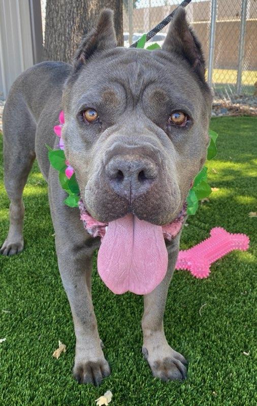 Victoria, ADOPTABLE, Adult Female Cane Corso.