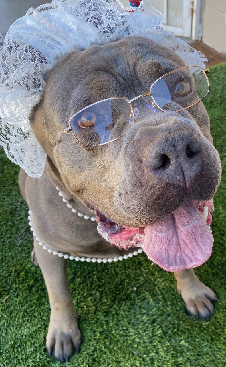 Victoria, ADOPTABLE, Adult Female Cane Corso.