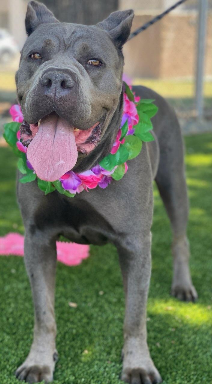 Victoria, a ADOPTABLE mixed breed in Colusa, CA image 4/6