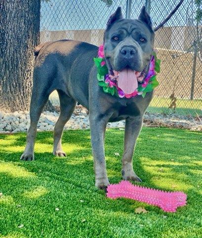 Victoria, a ADOPTABLE mixed breed in Colusa, CA image 2/6