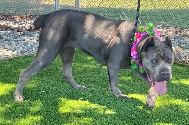 Victoria, a ADOPTABLE mixed breed in Colusa, CA image 3/6